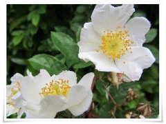 Rosa multiflora