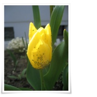 Läuse an Tulpe