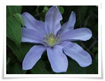 Clematis