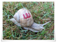 Weinbergschnecke