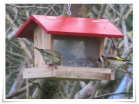 Vogelhäuschen mit Grünfink und Stieglitz