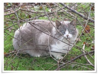 Kater Finn im Garten