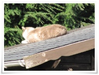 Finn auf dem Gartenhausdach