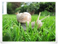 Weinbergschnecke im Rasen