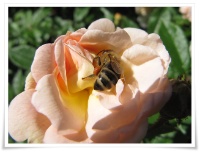 Biene an Rosenblüte