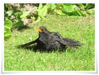 Amsel im Rasen