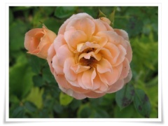 ALDI-Rose 08