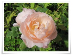 Ambridge Rose