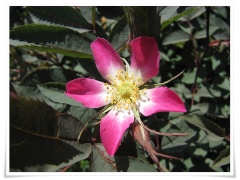 Rosa glauca