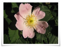 Rosa canina